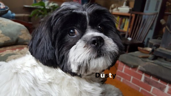 gallery/malshiesdustyheadshot2018